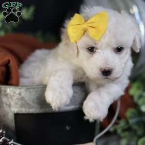 Tiny-Noelle, Bichon Frise Puppy